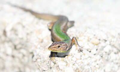 Lizard on rock, Dalmatian wall lizard (Podarcis melisellensis), Montenegro