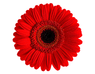 Top-down view of a vibrant red flower with a dark center against black