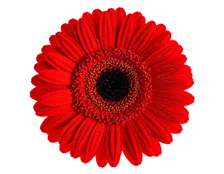 Top-down view of a vibrant red flower with a dark center against black