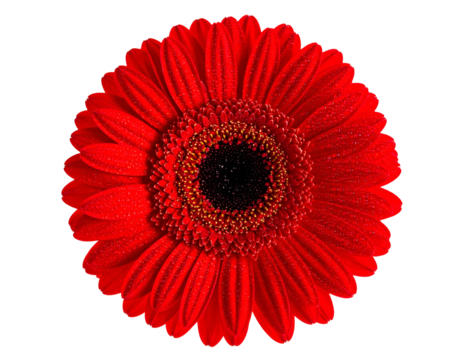 Top-down view of a vibrant red flower with a dark center against black