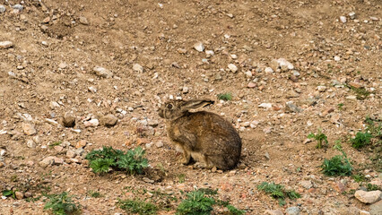 a little hare is sitting in the field. a hare in the desert © Daniil_98_03_09