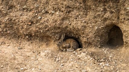 a little hare is sitting in the field. a hare in the desert © Daniil_98_03_09