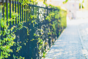 Green Ivy on Urban Fence Along Sunlit Sidewalk