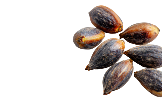Seeds's Macro World: A close-up shot of seeds, revealing intricate details in the textures and forms, showing the delicate beauty found in even the smallest things.