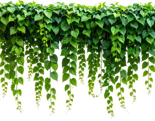 Dense, vibrant green leafy vines hanging down against a stark black background