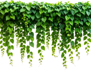 Dense, vibrant green leafy vines hanging down against a stark black background