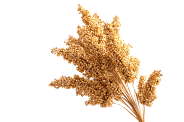 Golden Sorghum Bloom: A close-up view captures the intricate beauty of a sorghum bloom, with its golden hue and delicate texture. A testament to nature's artistry