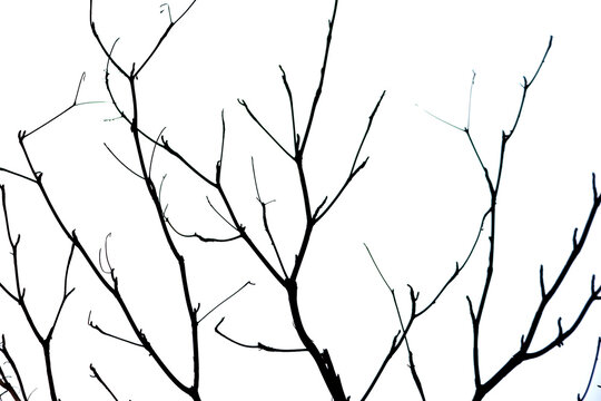 Abstract Pattern of Bare Twigs in Stark Monochrome Composition