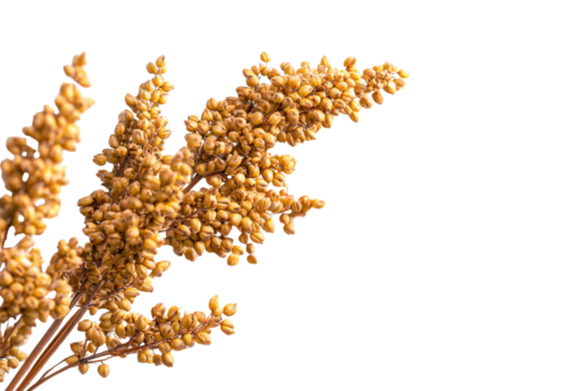 Golden Grain: A close-up showcases a detailed view of a cluster of ripe grain, captured against a clean and simple backdrop, highlighting the texture and color of the crop.