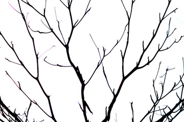 Silhouette of Winter Tree Branches on Minimalist White Background © Kreativ