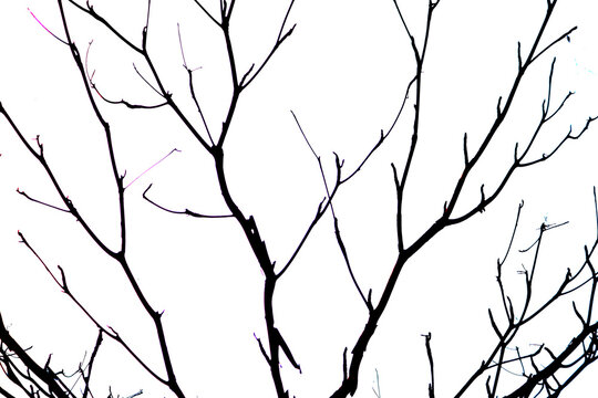 Silhouette of Winter Tree Branches on Minimalist White Background