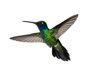 Tiny iridescent green bird hovering mid-air, wings spread wide