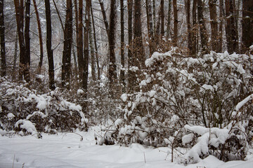 Fototapeta premium Beautiful Winter Landscape Background in a Pine and Deciduous Forest.