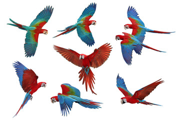 Collage of eight macaw parrots isolated on transparent background png file © Passakorn