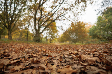 Autumn leaves on a forest path with blurred background