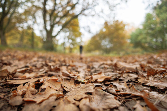 Autumn leaves on a forest path with blurred background and person silhouetted