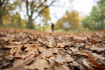 Autumn leaves on a forest path with blurred background and person silhouetted