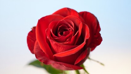 Red rose blooming, showing its intricate petals and rich deep color, symbolizing love, passion, romance, and natural beauty on a light background