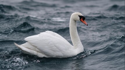 Fototapeta premium A lone white swan gliding in Lake Ontario