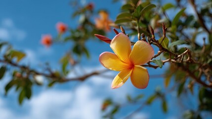 A lovely bloom on a sunny day