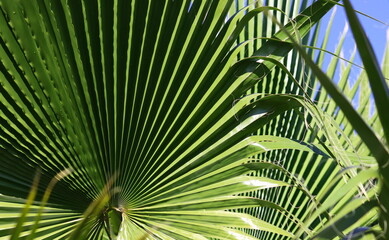 Fototapeta premium closeup nature view of palm leaves with blue sky background textures