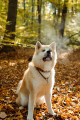 Obraz premium portrait of cute Japanese Akita puppy in autumn forest 