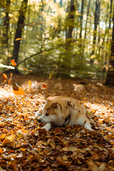 portrait of cute Japanese Akita puppy in autumn forest 
