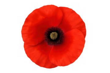 Red poppy flower with black center isolated on a transparent background, symbolizing remembrance and nature