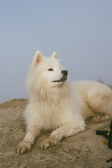 portrait of cute white samoyed dog on the lake