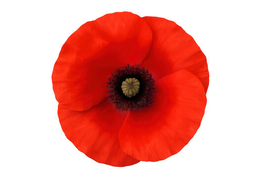 Red poppy flower with black center isolated on a transparent background, symbolizing remembrance and nature