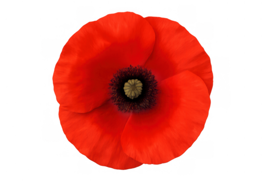 Red poppy flower with black center isolated on a transparent background, symbolizing remembrance and nature - Powered by Adobe