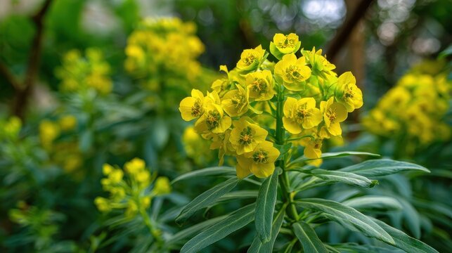 A yellow blooming herbaceous euphorbia appears in the spring garden - Powered by Adobe
