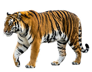 Obraz premium Majestic orange and black striped feline, walking confidently with a focused gaze