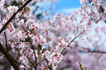 高遠城址公園の桜。伊那、長野、日本。4月中旬。