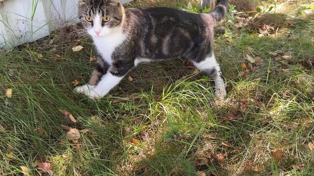 A domestic cat has successfully caught a mouse and is now transporting its prize across a vibrant patch of green grass in the garden.