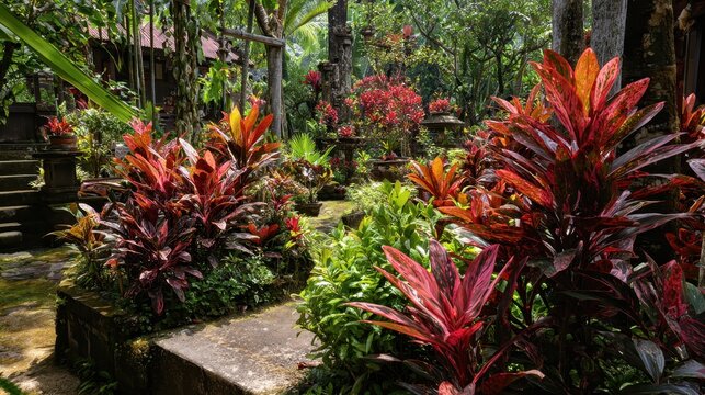 Bali Ubud October 23 2024 croton plant