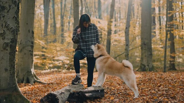 young woman walking and playing with her japanese akita puppy in autumn forest