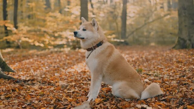 portrait of cute Japanese Akita puppy in autumn forest 