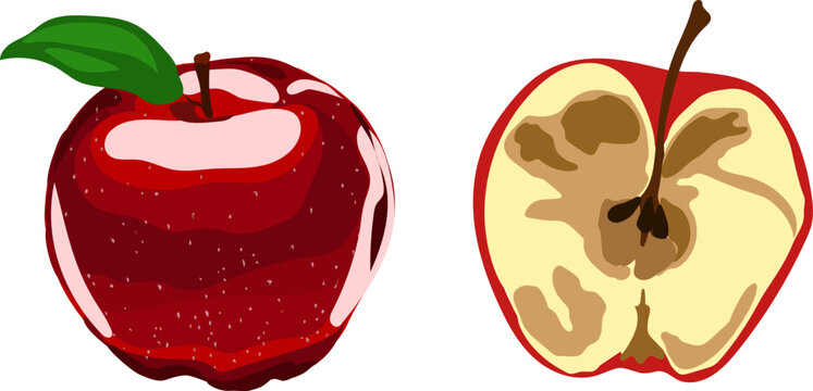 Red apple and half rotten apple vector illustration