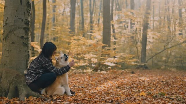 young woman walking and playing with her japanese akita puppy in autumn forest
