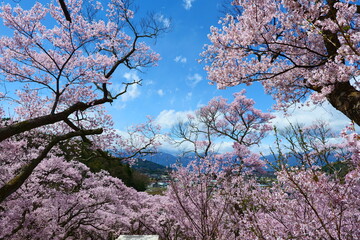 高遠城址公園の桜。伊那、長野、日本。4月中旬。