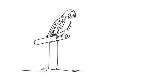 Kid feeding macaw parrot in tropical zoo. Travel experience concept. Single line draw design. Full length animation illustration. High quality 4k footage