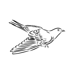 cuckoo bird, vector sketch