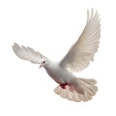 Obraz premium White dove bird flying with spread wings symbolizing peace
