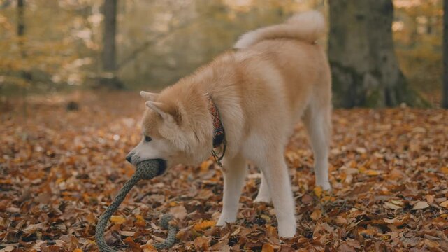 young woman walking and playing with her japanese akita puppy in autumn forest