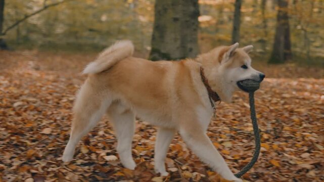 young woman walking and playing with her japanese akita puppy in autumn forest