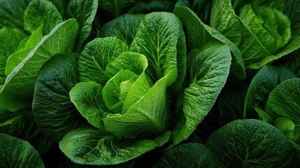Obraz premium Fresh green lettuce up close