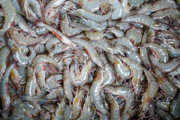An overhead close-up showcases a plentiful heap of fresh, raw shrimp, their translucent shells glistening, interspersed with delicate antennae, suggesting a seafood market bounty.