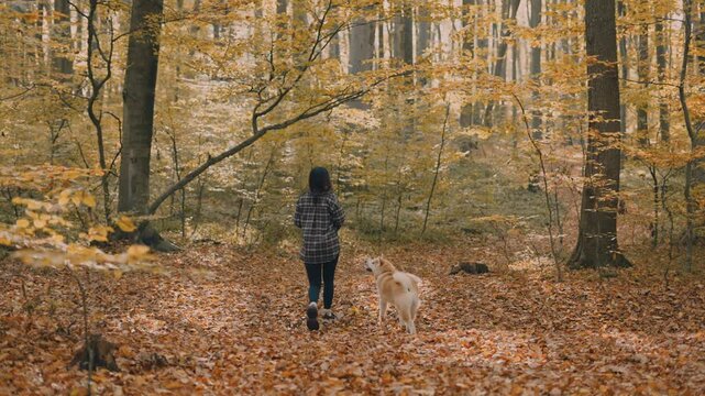 young woman walking and playing with her japanese akita puppy in autumn forest