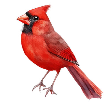 A hand-drawn illustration painting of a cardinal bird in soft watercolor style, featuring delicate brush strokes, isolated on a white background, artistic, painted design, EPS format